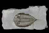 Dalmanites Trilobite Fossil - New York #147309-1